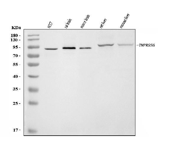 TMPRSS6 Antibody in Western Blot (WB)