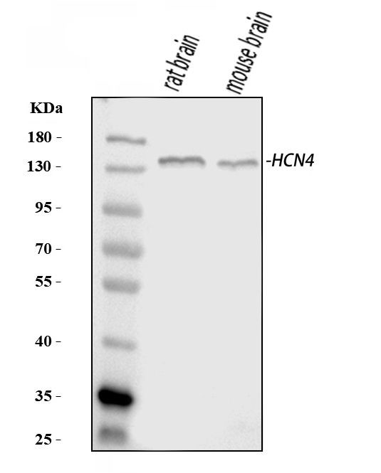 HCN4 Antibody in Western Blot (WB)