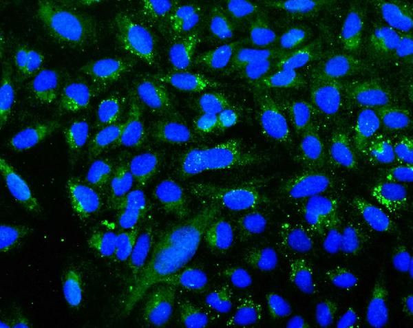 UGT1A6 Antibody in Immunocytochemistry (ICC/IF)