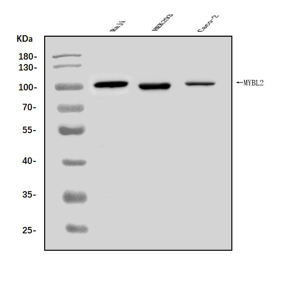 B Myb Polyclonal Antibody PA5 143886 b-myb-polyclonal-antibody-pa5-143886