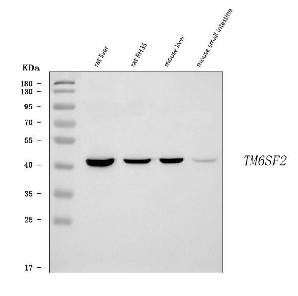 TM6SF2 Antibody in Western Blot (WB)