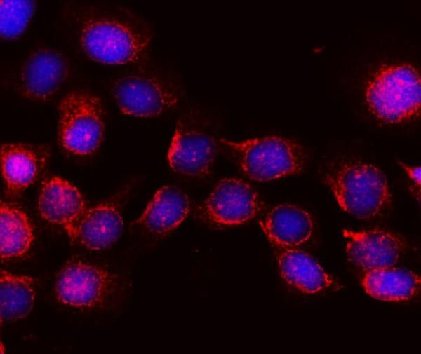 WWC1 Antibody in Immunocytochemistry (ICC/IF)