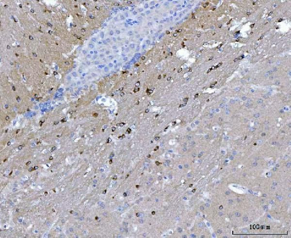 NOS1AP Antibody in Immunohistochemistry (Paraffin) (IHC (P))