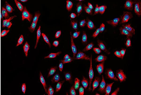 Nucleostemin Antibody in Immunocytochemistry (ICC/IF)
