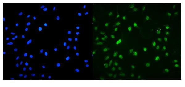 MNT Antibody in Immunocytochemistry (ICC/IF)