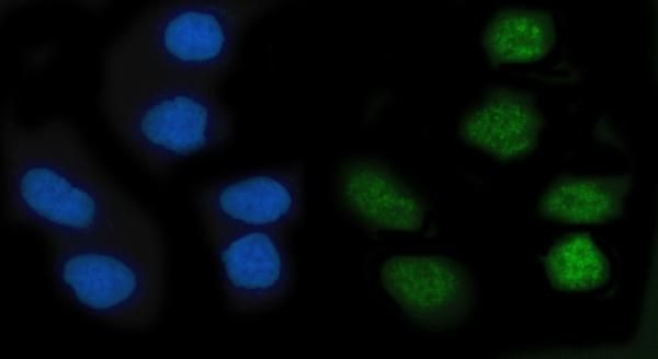 KLF10 Antibody in Immunocytochemistry (ICC/IF)