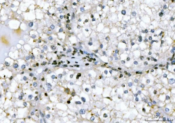 GADD45B Antibody in Immunohistochemistry (Paraffin) (IHC (P))