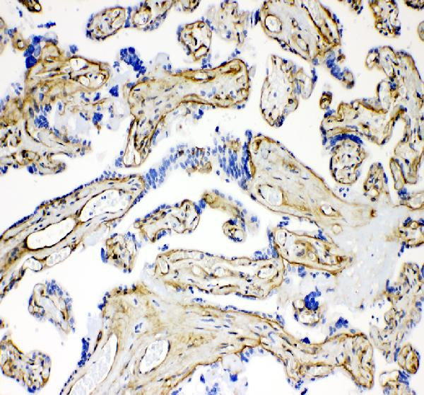 Laminin Antibody in Immunohistochemistry (Paraffin) (IHC (P))