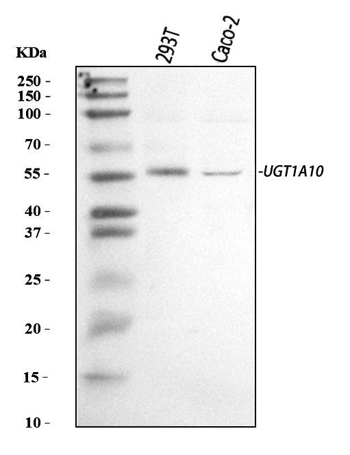 UGT1A10 Antibody in Western Blot (WB)