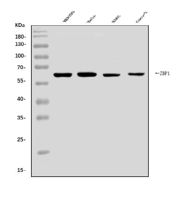 Zbp1 ZBP1 Polyclonal Antibody (PA5-143927)
