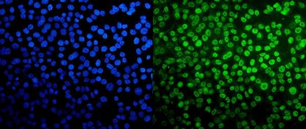 TAF4 Antibody in Immunocytochemistry (ICC/IF)