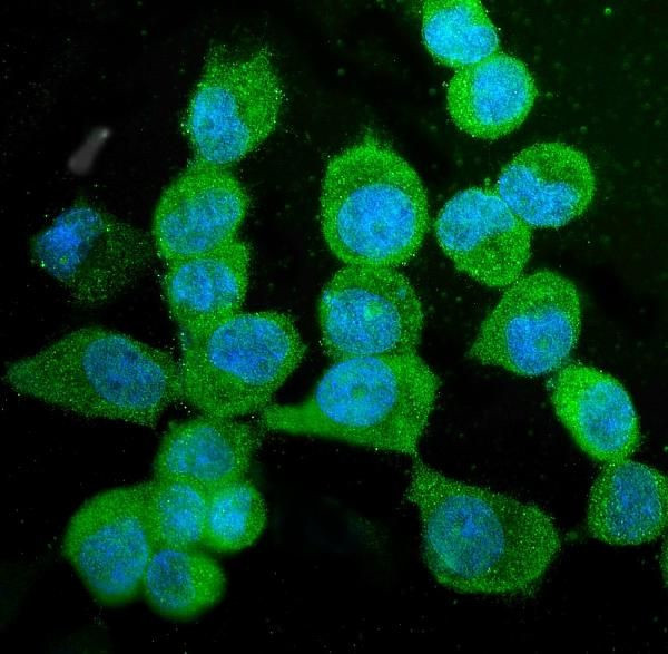 KIF15 Antibody in Immunocytochemistry (ICC/IF)
