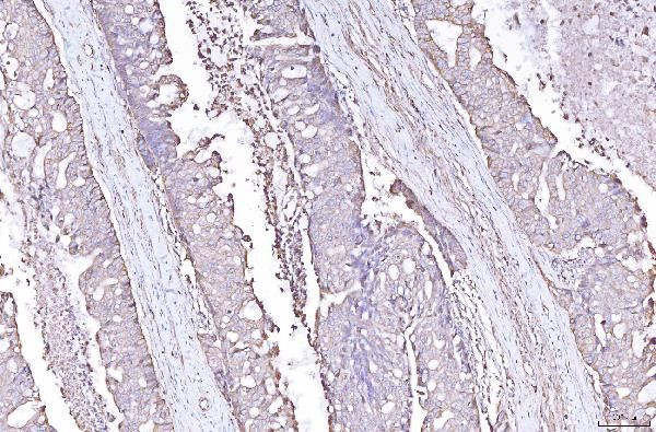PLP2 Antibody in Immunohistochemistry (Paraffin) (IHC (P))