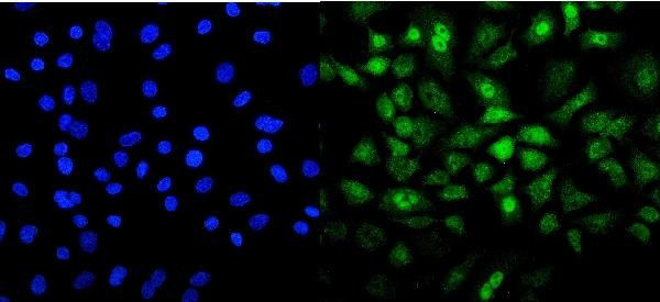 MESP2 Antibody in Immunocytochemistry (ICC/IF)