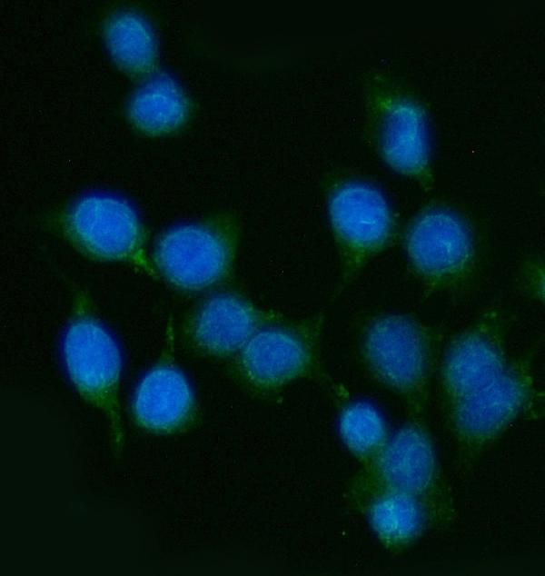 PP11 Antibody in Immunocytochemistry (ICC/IF)