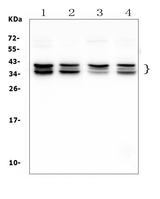 NAT8L Antibody in Western Blot (WB)