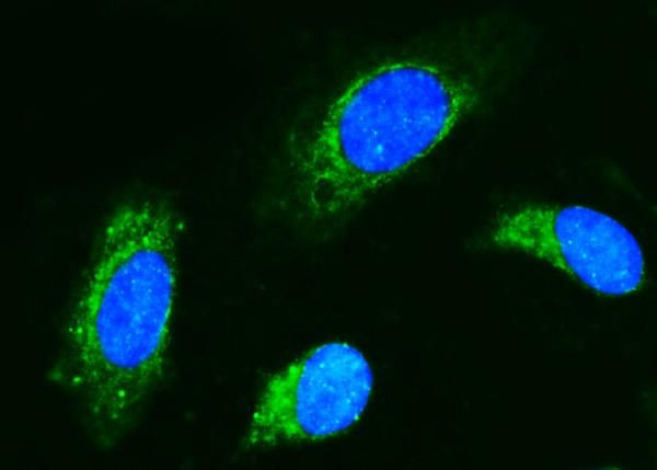 CD89 Antibody in Immunocytochemistry (ICC/IF)