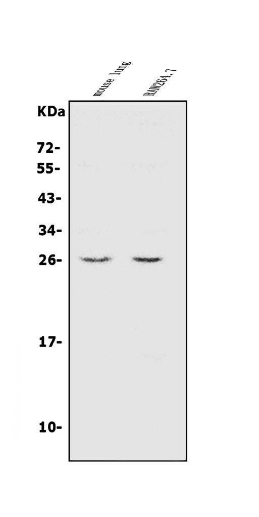 CINP Antibody in Western Blot (WB)