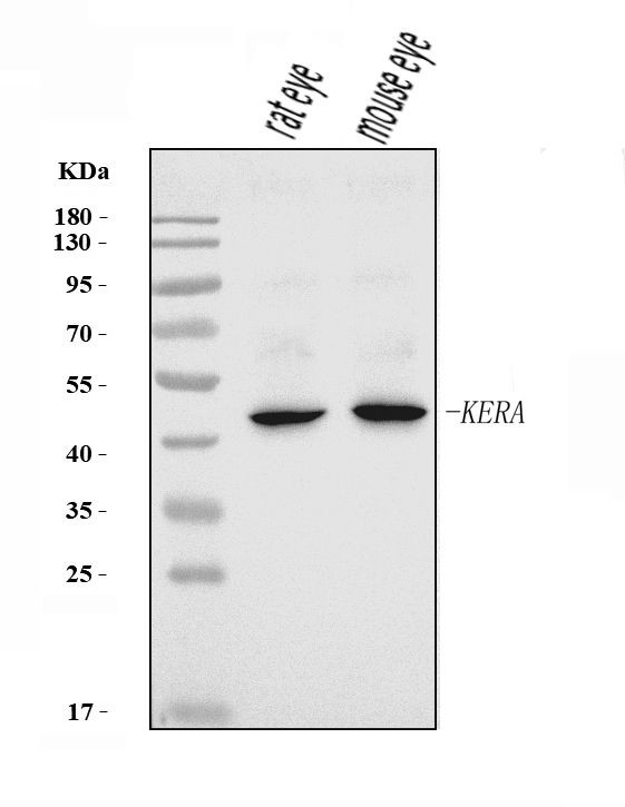 Keratocan Antibody in Western Blot (WB)