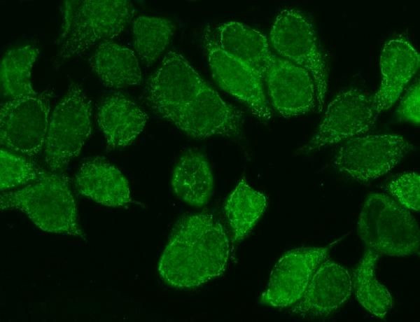 WNT8B Antibody in Immunocytochemistry (ICC/IF)