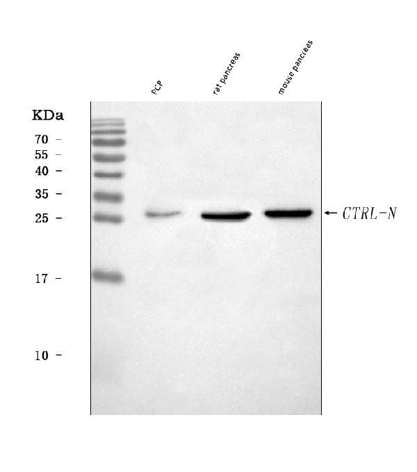 CTRL Antibody in Western Blot (WB)