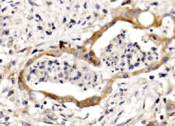 Nectin 3 Antibody in Immunohistochemistry (Paraffin) (IHC (P))