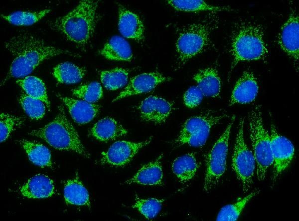 DNAJC11 Antibody in Immunocytochemistry (ICC/IF)