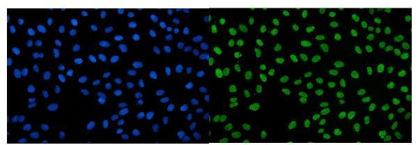 IGF2-AS Antibody in Immunocytochemistry (ICC/IF)