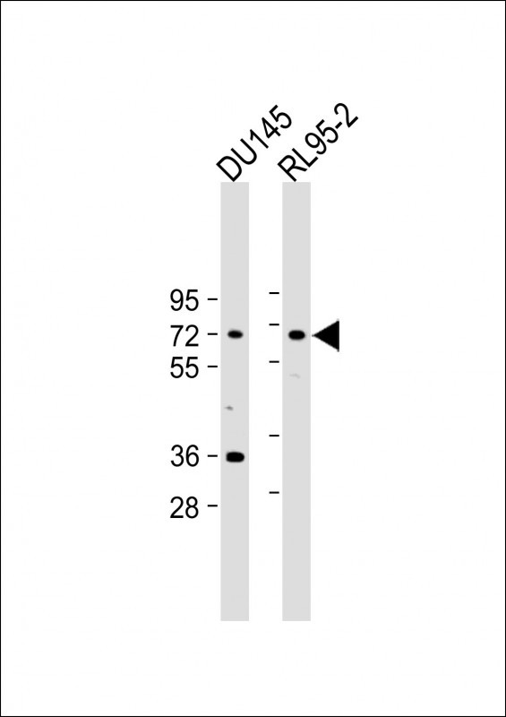 DDX53 Antibody in Western Blot (WB)