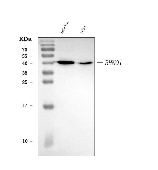 C12orf32 Antibody in Western Blot (WB)