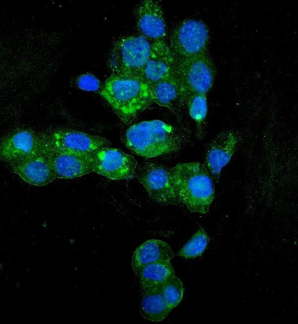 HYI Antibody in Immunocytochemistry (ICC/IF)