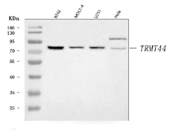 C4orf23 Antibody in Western Blot (WB)