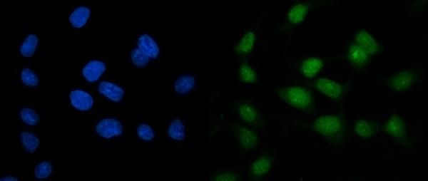 ARL6IP6 Antibody in Immunocytochemistry (ICC/IF)