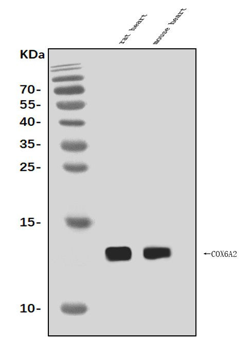 COX6A2 Antibody in Western Blot (WB)