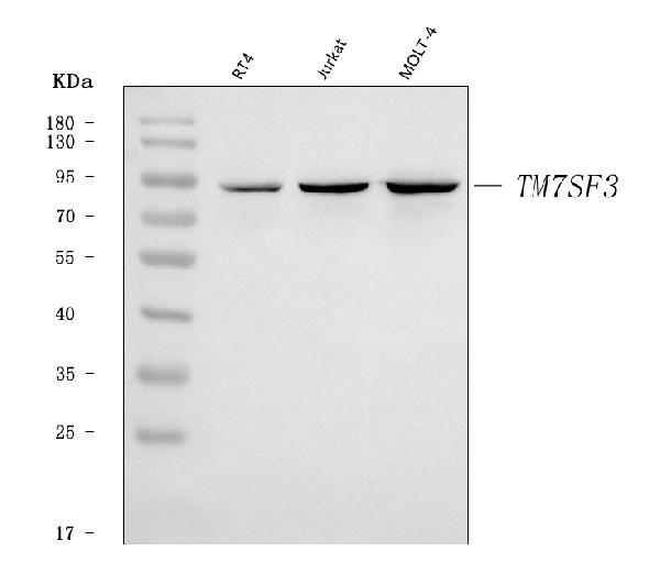 TM7SF3 Antibody in Western Blot (WB)
