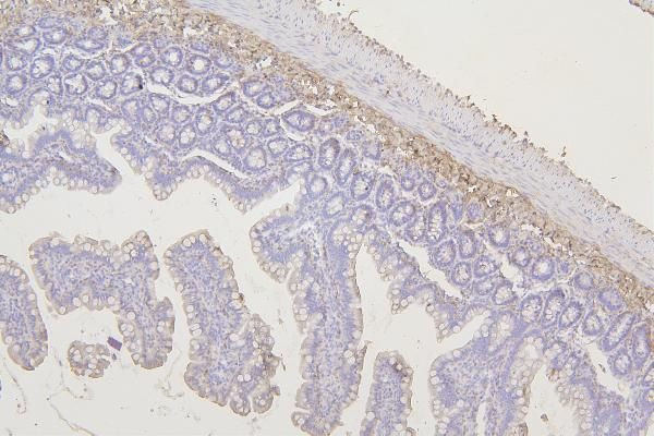 TMEM255B Antibody in Immunohistochemistry (Paraffin) (IHC (P))