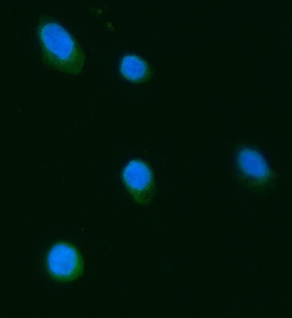Septin 3 Antibody in Immunocytochemistry (ICC/IF)