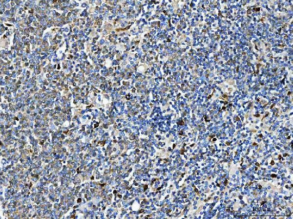 HMHA1 Antibody in Immunohistochemistry (Paraffin) (IHC (P))