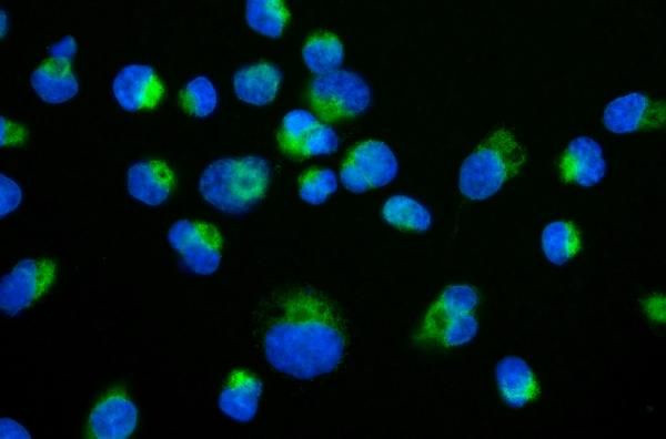 C19orf52 Antibody in Immunocytochemistry (ICC/IF)