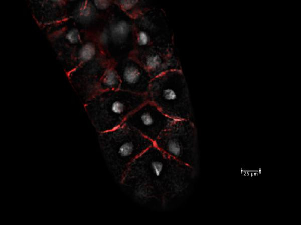 CG6353 Antibody in Immunohistochemistry (Paraffin) (IHC (P))
