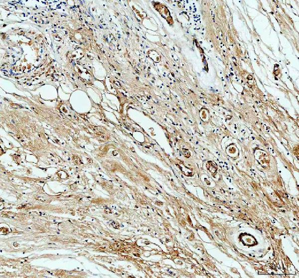 PXDN Antibody in Immunohistochemistry (Paraffin) (IHC (P))