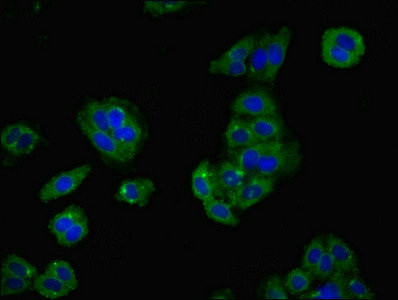 LY6H Antibody in Immunocytochemistry (ICC/IF)
