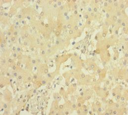 PRSS23 Antibody in Immunohistochemistry (Paraffin) (IHC (P))