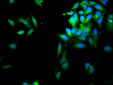 SERPINB1 Antibody in Immunocytochemistry (ICC/IF)