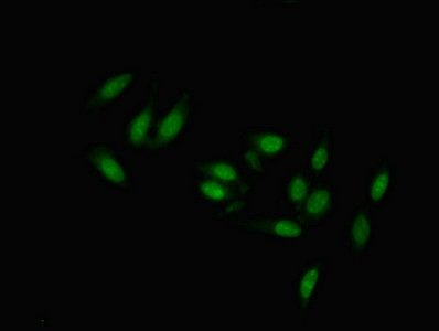 TMEM47 Antibody in Immunocytochemistry (ICC/IF)