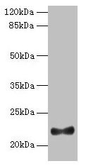 IFNAG Antibody in Western Blot (WB)