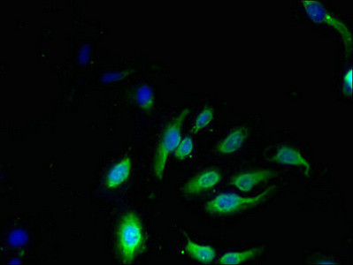 NKG7 Antibody in Immunocytochemistry (ICC/IF)