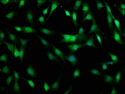MOB1B Antibody in Immunocytochemistry (ICC/IF)