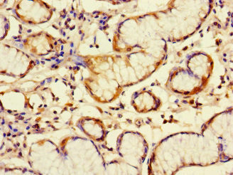 C6orf89 Antibody in Immunohistochemistry (Paraffin) (IHC (P))