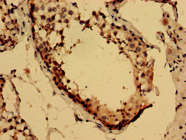 LYZL2 Antibody in Immunohistochemistry (Paraffin) (IHC (P))